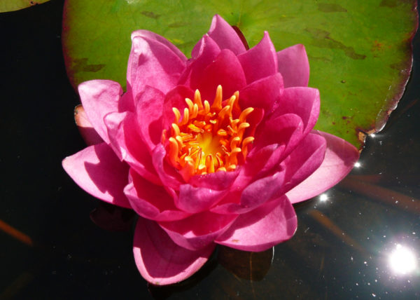 Nymphaea 'James Brydon'