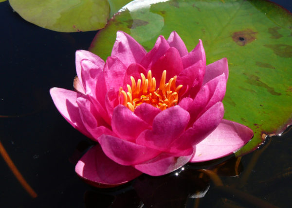 Nymphaea 'James Brydon' – Image 2