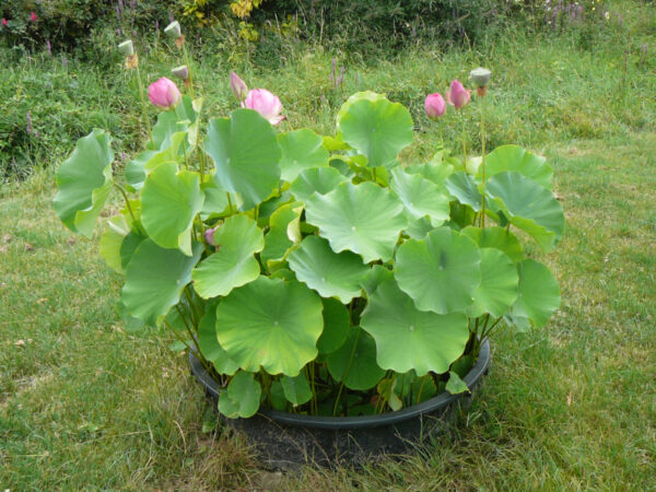 Nelumbo 'Kikko' – Image 3