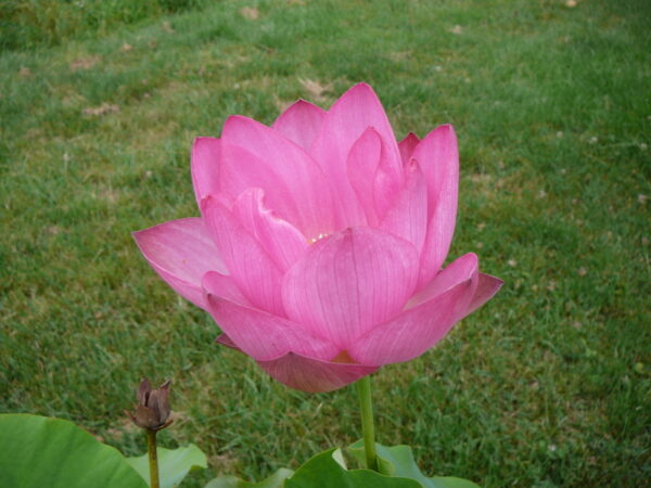 Nelumbo 'Kikko' – Image 4