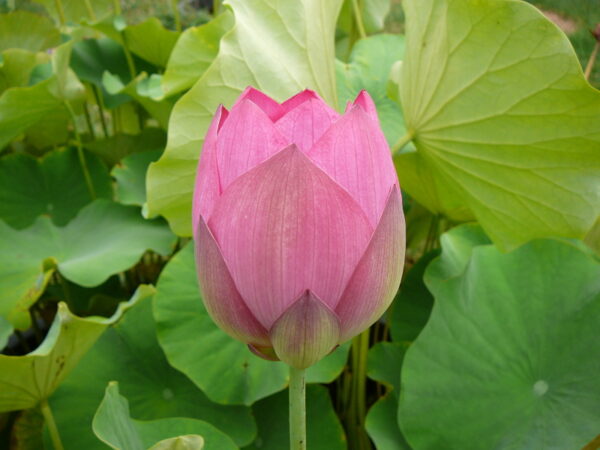 Nelumbo 'Kikko' – Image 5