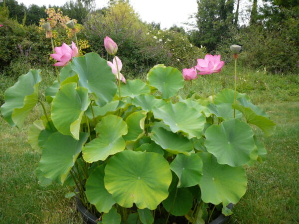 Nelumbo 'Kikko' – Image 6