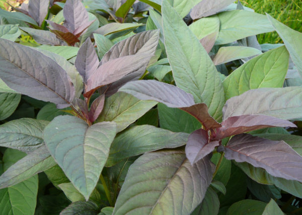 Lysimachia ciliata ‘Firecracker’ – Image 3