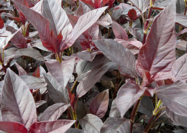 Lysimachia ciliata ‘Firecracker’ – Image 2
