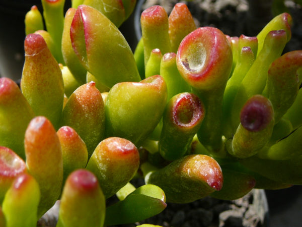 Crassula ovata ‘Golum’