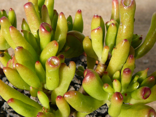 Crassula ovata ‘Golum’ – Image 2
