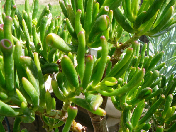 Crassula ovata ‘Golum’ – Image 3