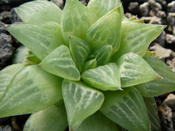 Hawortia retusa