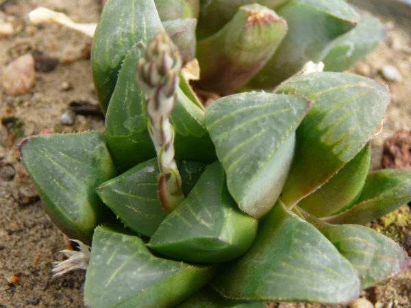 Hawortia retusa – Image 2