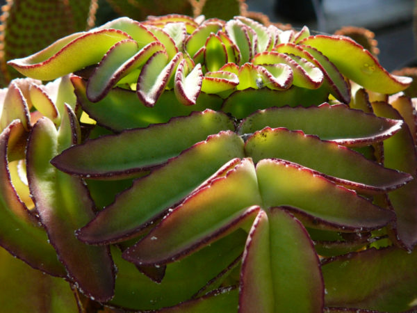 Kalanchoe prolifera