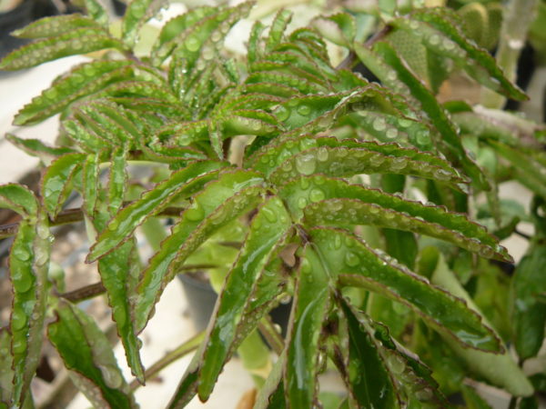 Kalanchoe prolifera – Image 2
