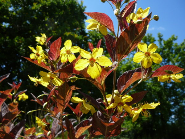 Lysimachia ciliata ‘Firecracker’