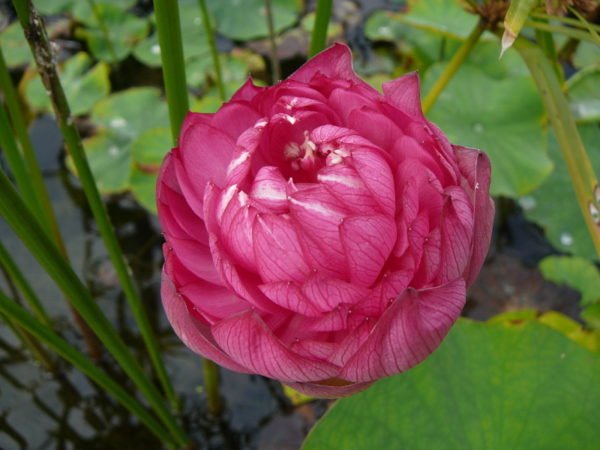 Nelumbo 'Momo Botan'