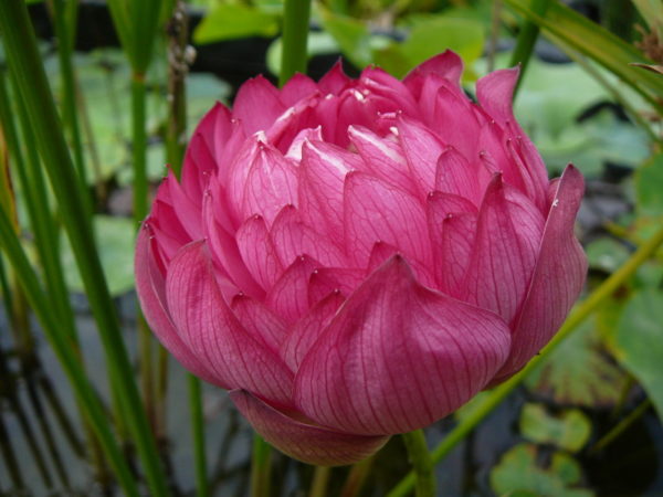 Nelumbo 'Momo Botan' – Image 2