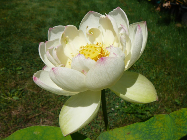 Nelumbo 'Olympic Lotus'