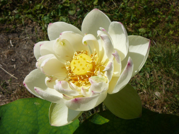 Nelumbo 'Olympic Lotus' – Image 2