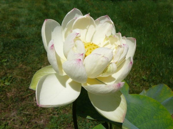 Nelumbo 'Olympic Lotus' – Image 3