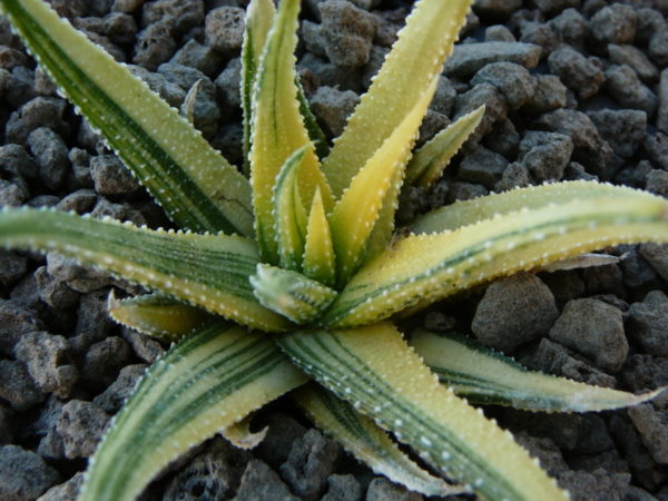 Haworthia attenuata variegata