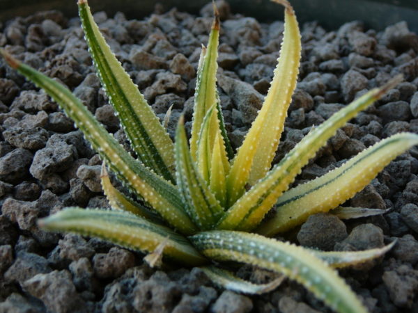 Haworthia attenuata variegata – Image 2