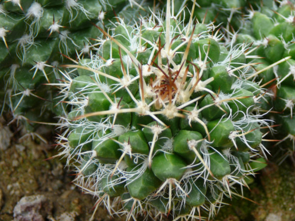 Mammillaria karwinskiana