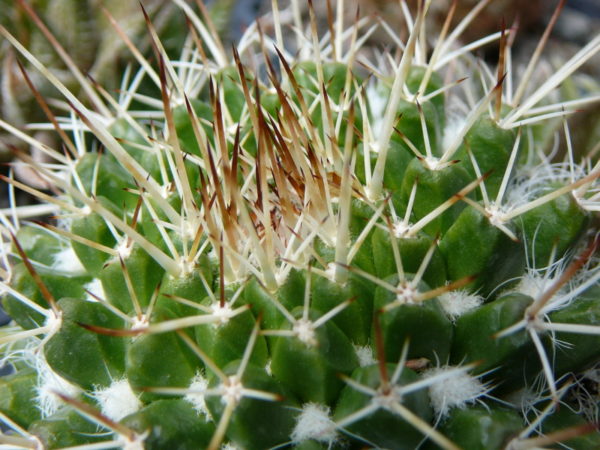 Mammillaria karwinskiana – Image 2