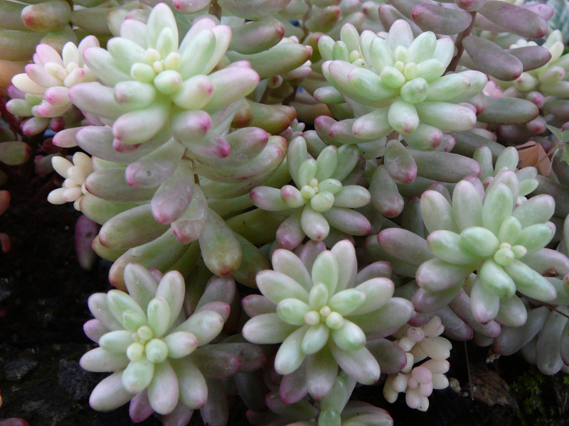 Sedum rubrotinctum aurora | AG Sanremo