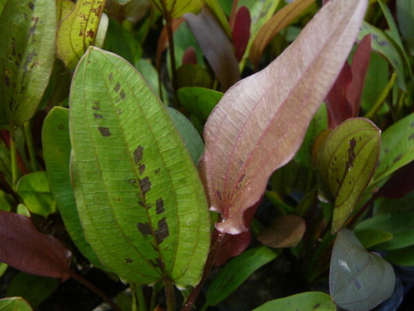 Echinodorus 'Indian Summer' – Image 2