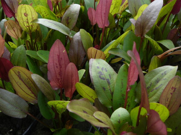 Echinodorus 'Indian Summer'