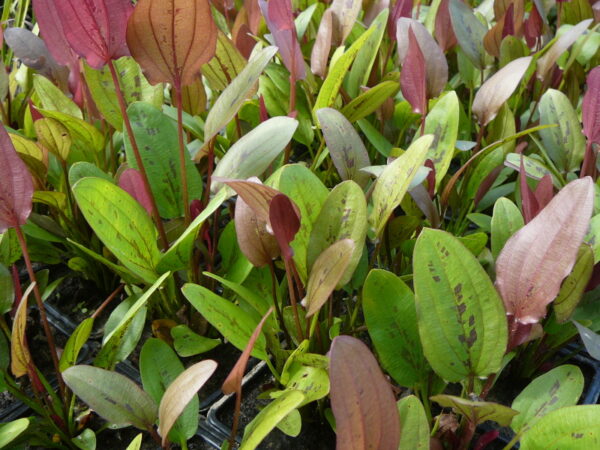 Echinodorus 'Indian Summer' – Image 3
