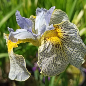 Iris pseudacorus avec des fleurs à coeur jaune nuancées de bleu pâle tigré