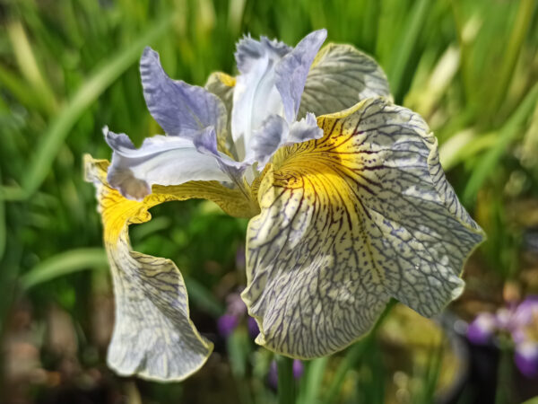 Iris pseudacorus avec des fleurs à coeur jaune nuancées de bleu pâle tigré