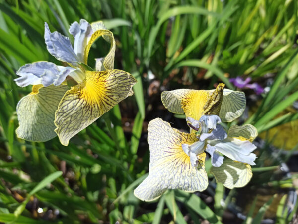 Iris peudacorus avec des fleurs aux teintes très douces bleues à oeil jaune