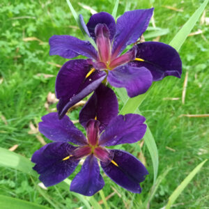 Iris louisiana aux fleurs bleues sombre presque noires