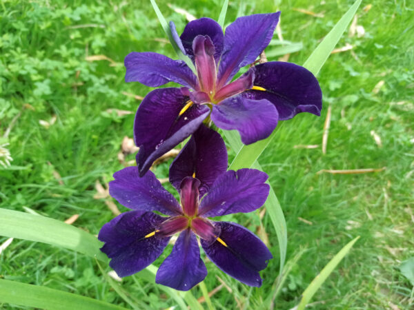 Iris louisiana aux fleurs bleues sombre presque noires
