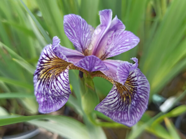 Iris des marais ‘Child Of Roy’ à fleurs bleues striées de noir