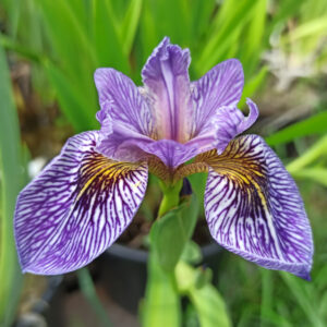 Iris pseudacorus ‘Child Of Roy’ à fleurs bleues striées de noir et à oeil jaune