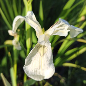 Iris pseudacorus crème de la crème à fleur blanche