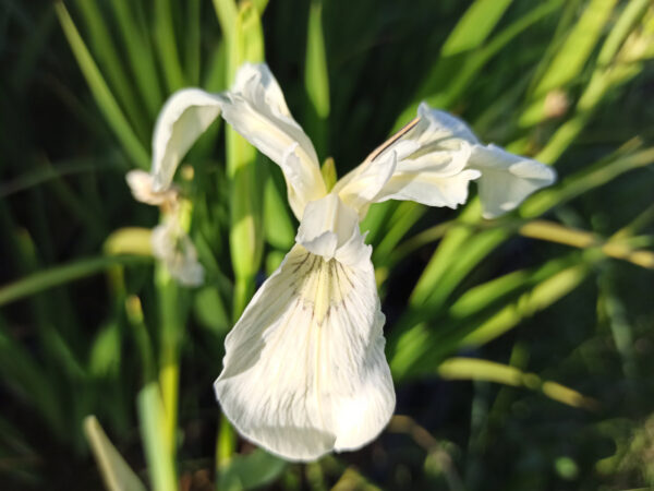 Iris pseudacorus crème de la crème à fleur blanche