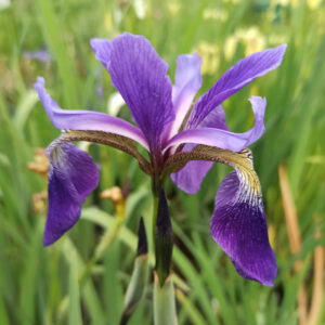 Iris versicolor ‘Dark Aura’ iris à fleurs bleu intense et aux pétales fins