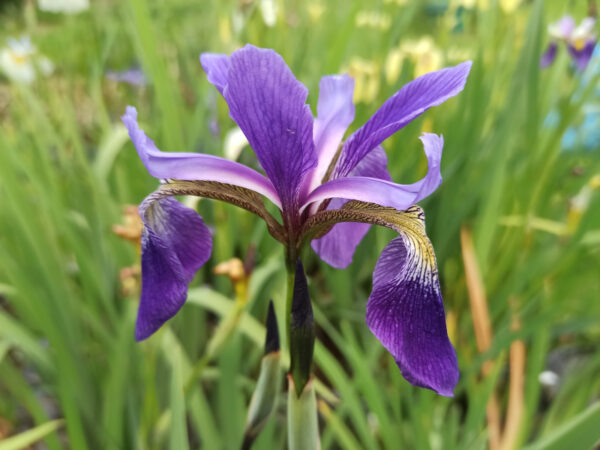 Iris versicolor ‘Dark Aura’ iris à fleurs bleu intense et aux pétales fins