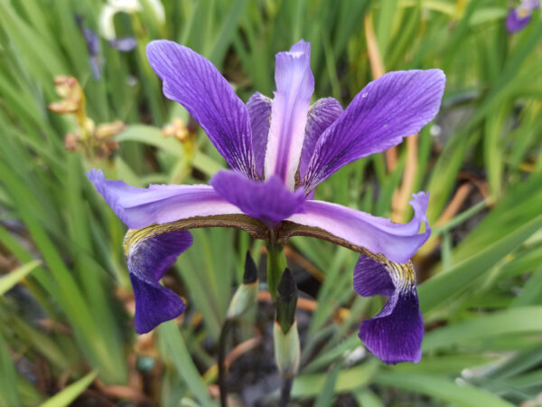 Iris versicolor ‘Dark Aura’ iris bleu intense à fleurs aux pétales fins