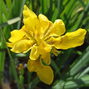Iris pseudacorus 'Flore Pleno' iris des marais à fleurs jaunes doubles.