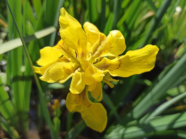 Iris pseudacorus 'Flore Pleno' iris des marais à fleurs jaunes doubles.