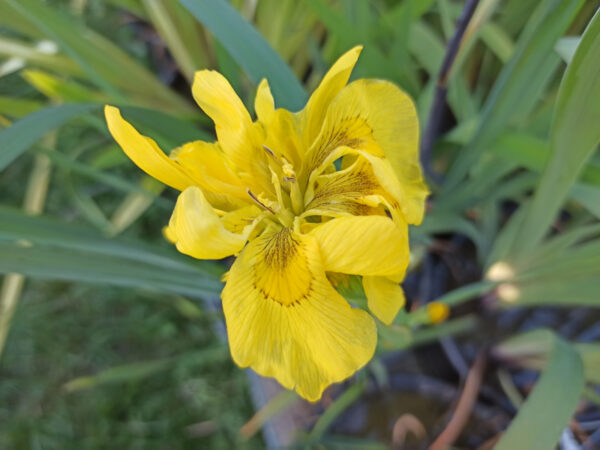 Iris des marais à fleurs doubles jaunes