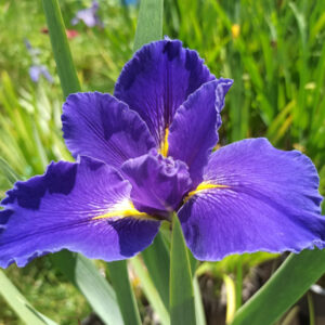 Iris louisiana à grandes fleurs bleu intense