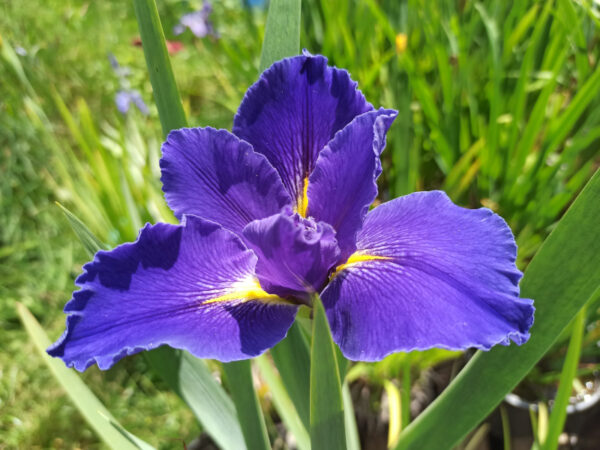 Iris louisiana à grandes fleurs bleu intense