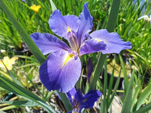 Iris louisiana avec des grandes fleurs bleu intense à centre jaune