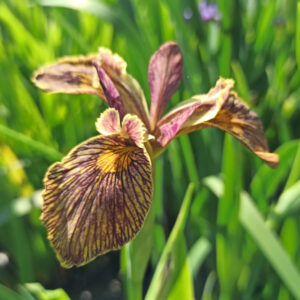 Iris pseudacorus ‘Holden Clough’ iris des marais à fleurs très striée de couleur brun foncé