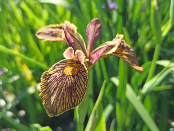 Iris pseudacorus ‘Holden Clough’ iris des marais à fleurs très striée de couleur brun foncé