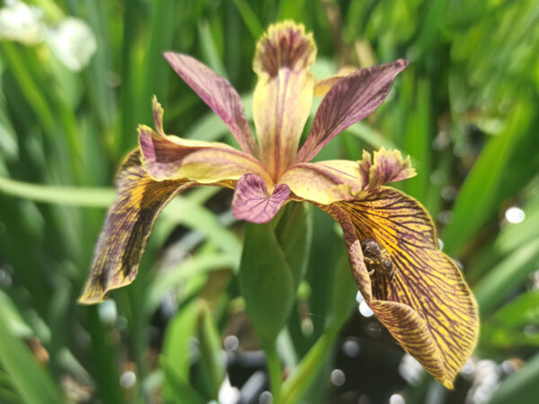 Iris pseudacorus ‘Holden Clough’ à fleurs striées donnant un aspect brun foncé